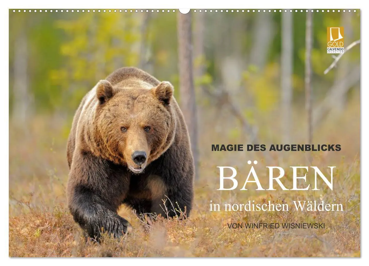 Cover: 9783516151916 | Magie des Augenblicks - Bären in nordischen Wäldern (Wandkalender...