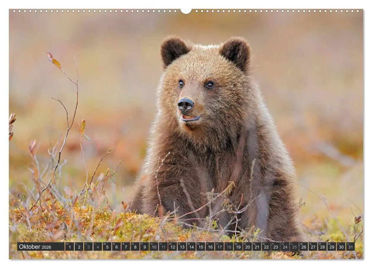 Bild: 9783516151916 | Magie des Augenblicks - Bären in nordischen Wäldern (Wandkalender...