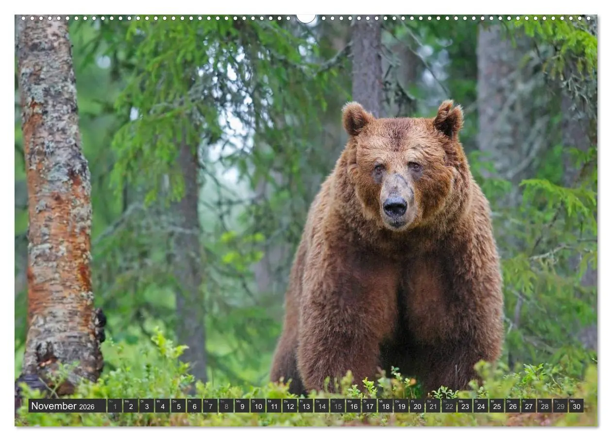 Bild: 9783516151916 | Magie des Augenblicks - Bären in nordischen Wäldern (Wandkalender...