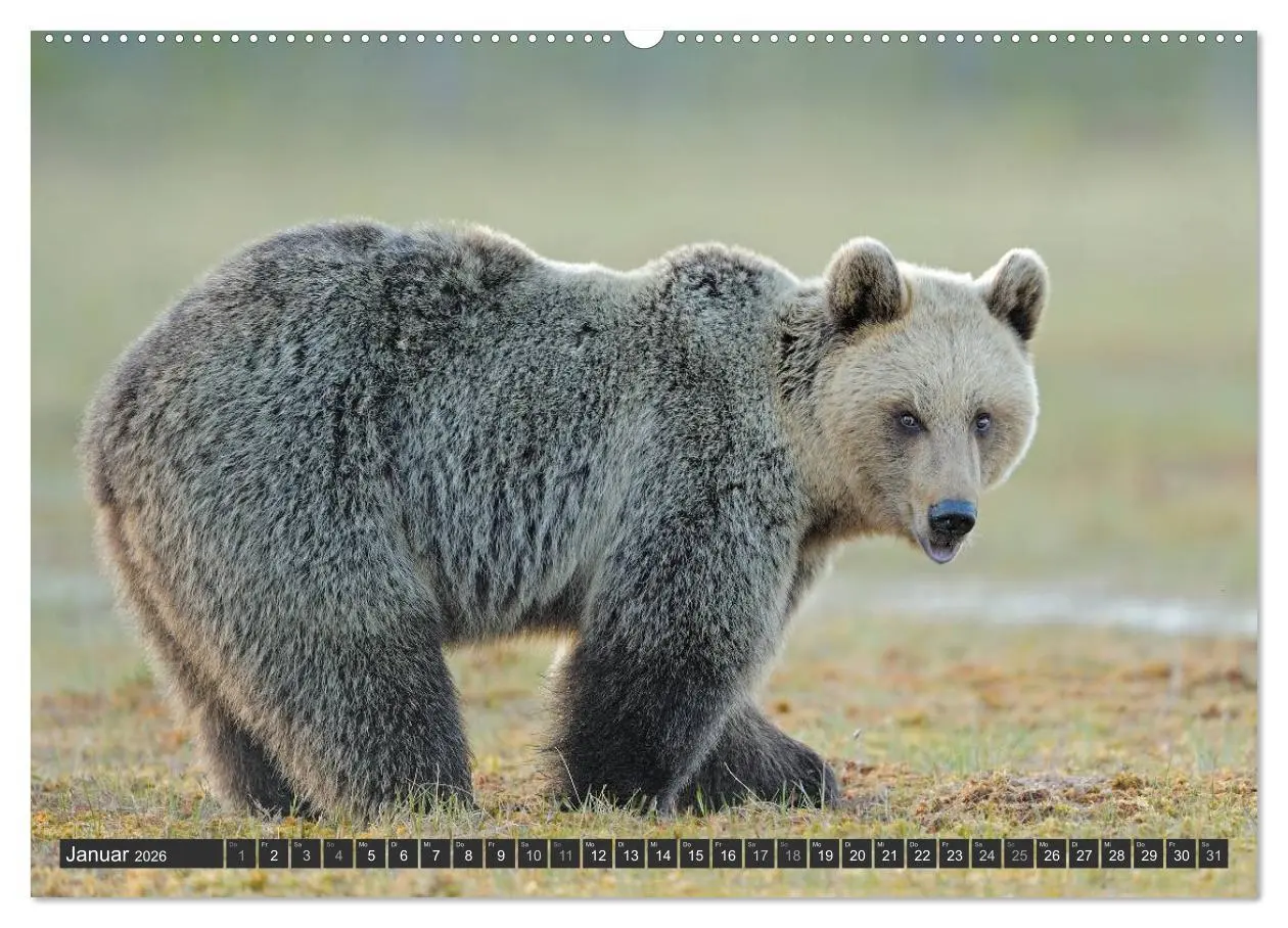 Bild: 9783516151916 | Magie des Augenblicks - Bären in nordischen Wäldern (Wandkalender...