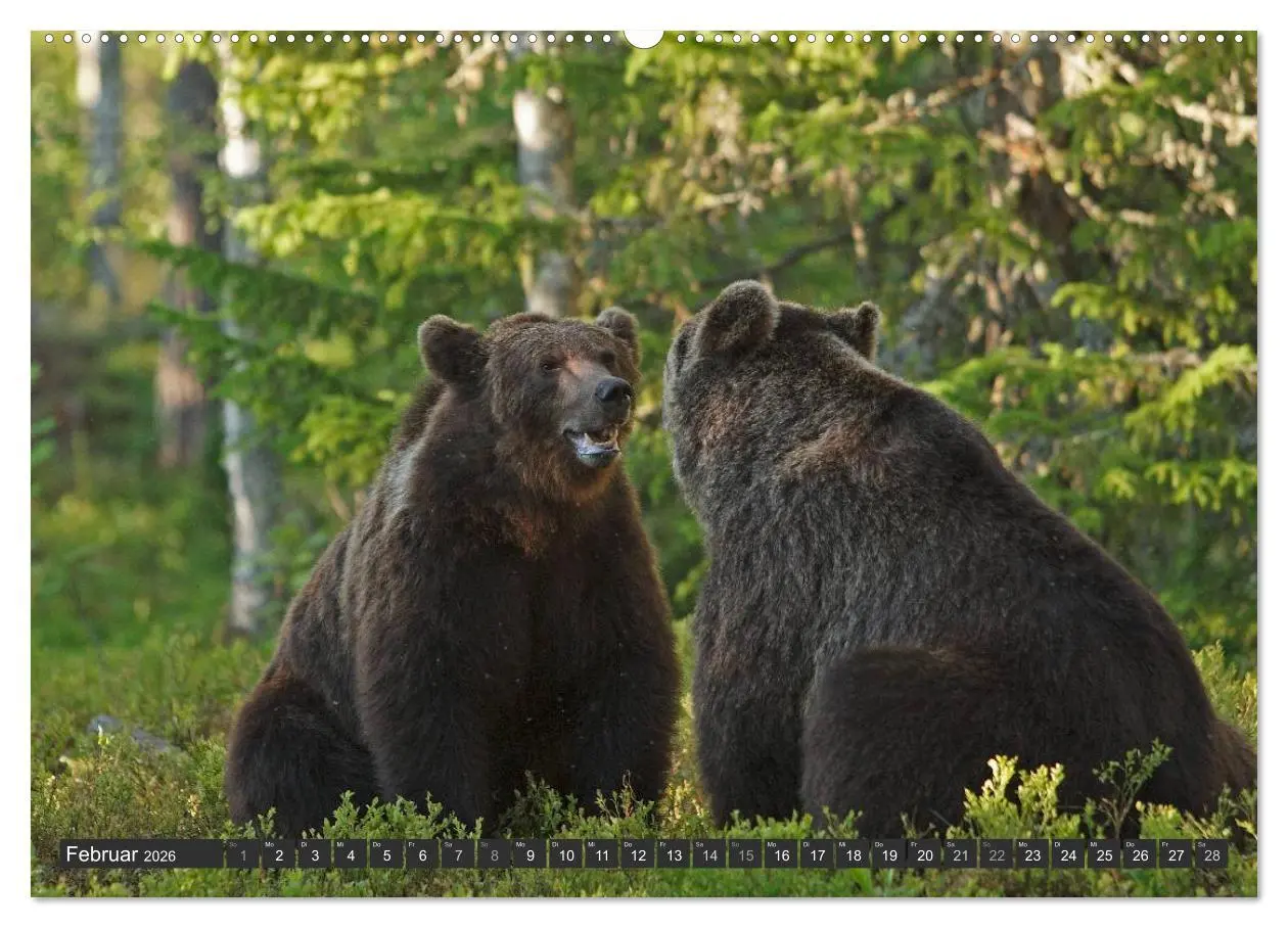 Bild: 9783516151916 | Magie des Augenblicks - Bären in nordischen Wäldern (Wandkalender...