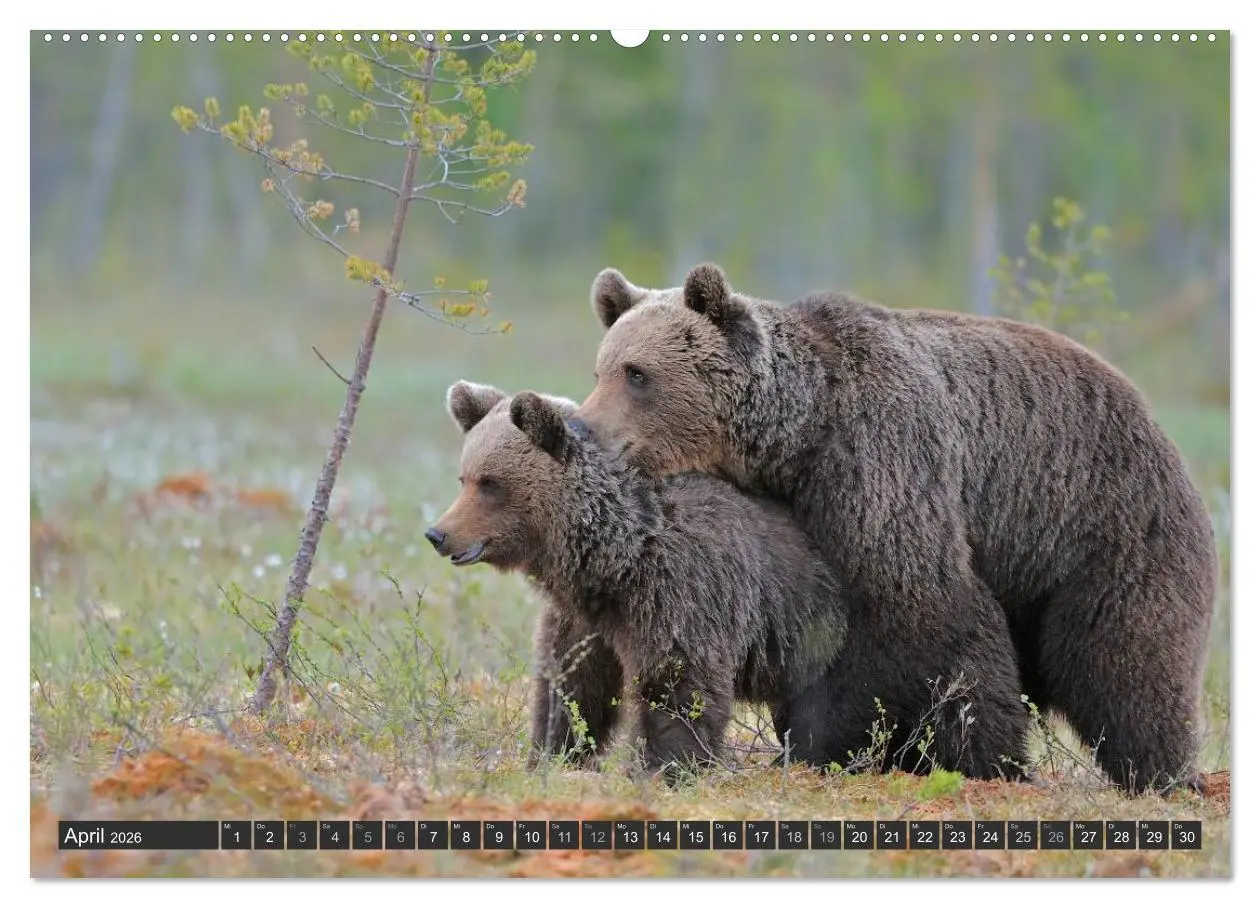 Bild: 9783516151916 | Magie des Augenblicks - Bären in nordischen Wäldern (Wandkalender...