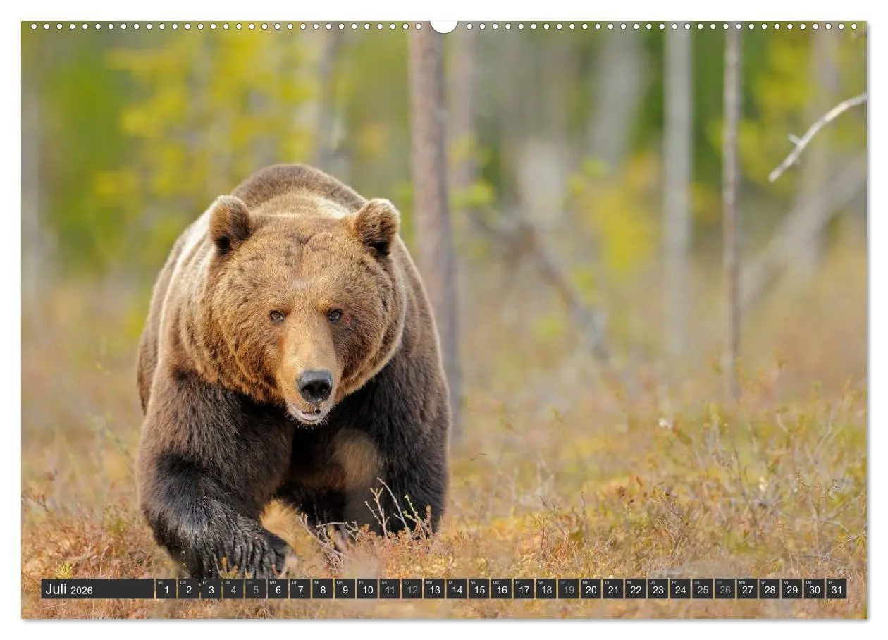 Bild: 9783516151916 | Magie des Augenblicks - Bären in nordischen Wäldern (Wandkalender...