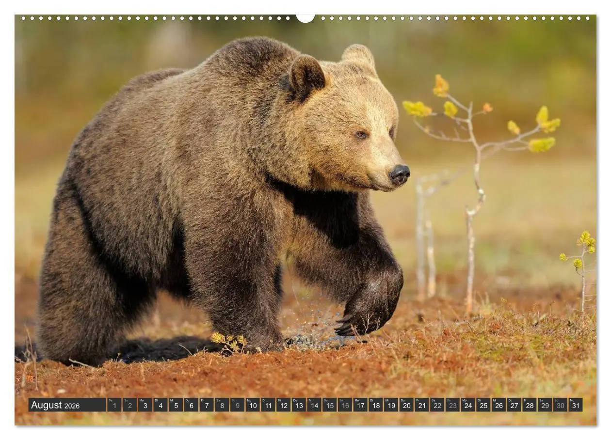 Bild: 9783516151916 | Magie des Augenblicks - Bären in nordischen Wäldern (Wandkalender...