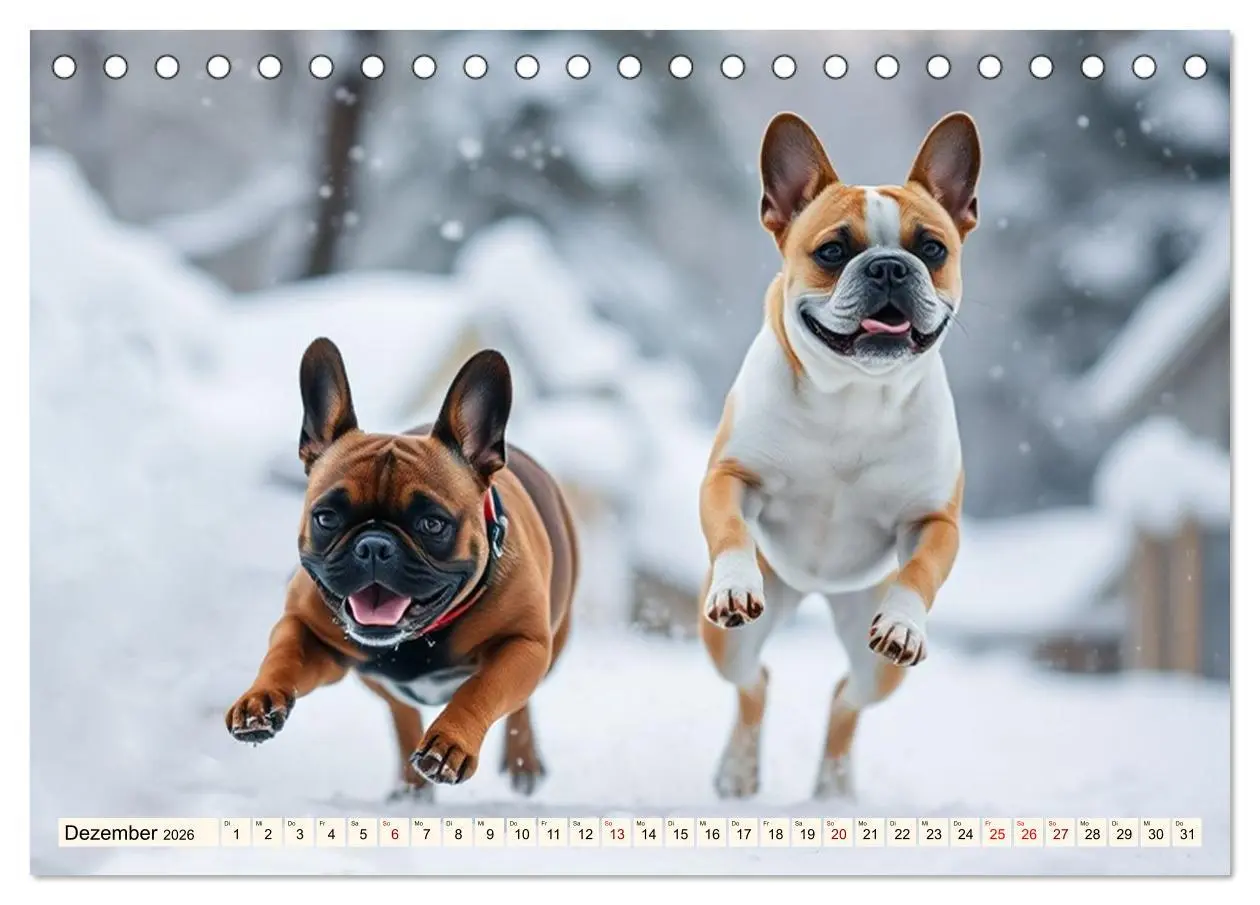 Bild: 9783516592016 | Frenchies in Spiellaune (Tischkalender 2026 DIN A5 quer), CALVENDO...