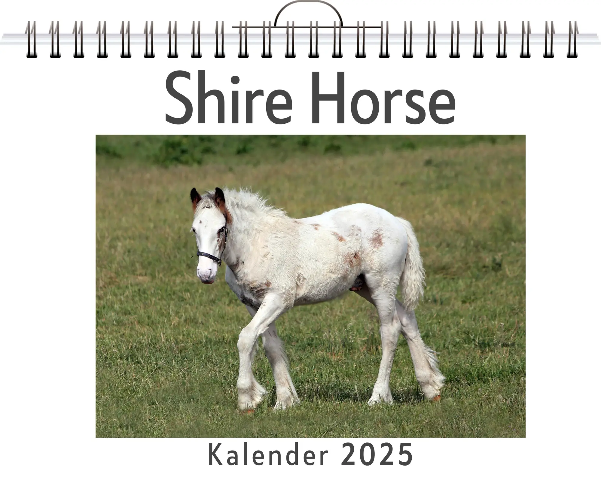 Cover: 9783759132116 | Shire Horse | Matteo Lehmann | Kalender | Kalender | 14 S. | Deutsch