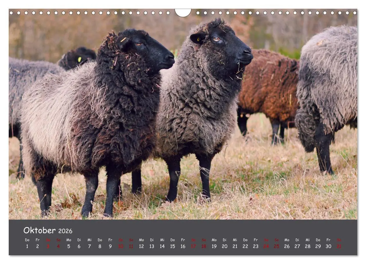 Bild: 9783457552216 | Wolle &amp; Hörner (Wandkalender 2026 DIN A3 quer), CALVENDO...