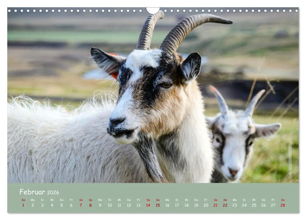 Bild: 9783457552216 | Wolle &amp; Hörner (Wandkalender 2026 DIN A3 quer), CALVENDO...