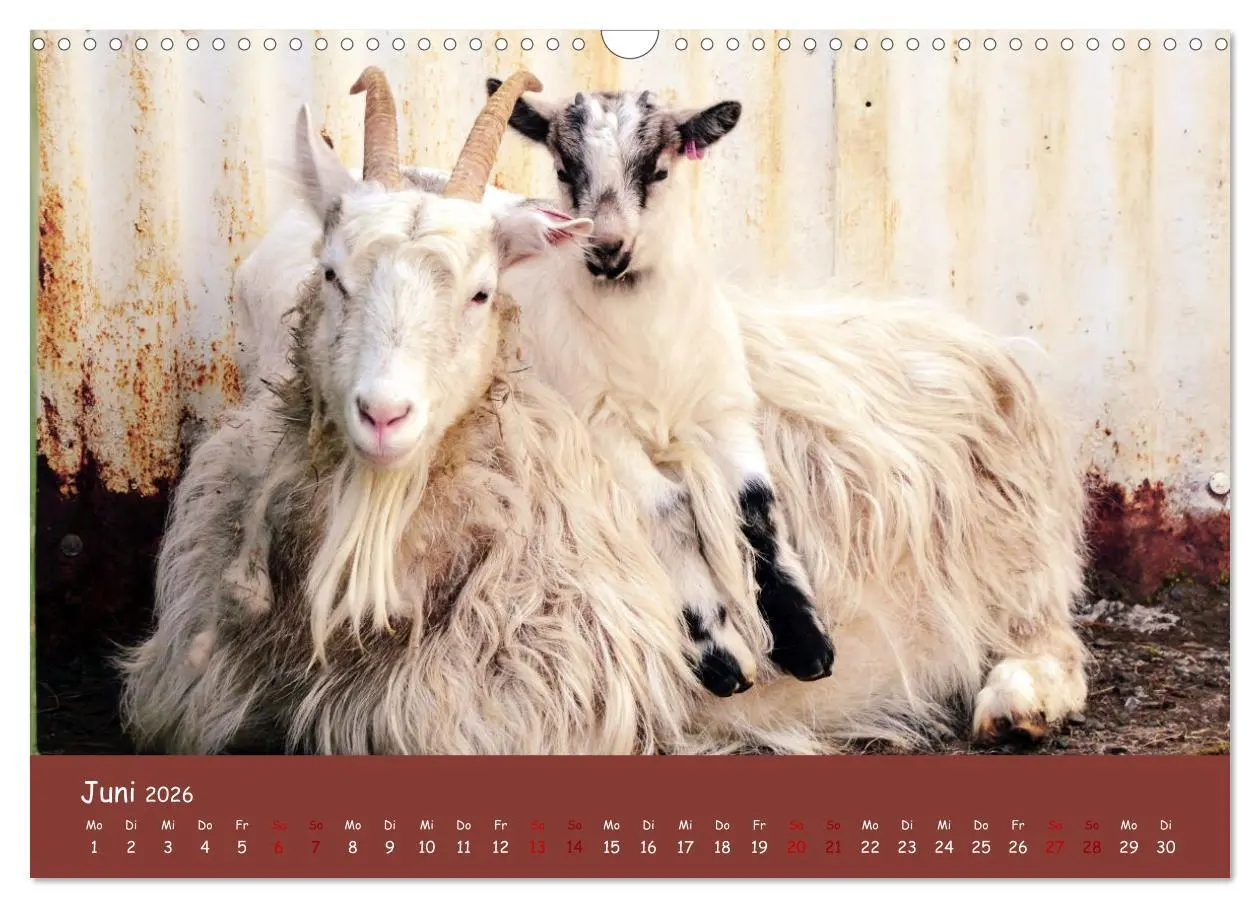 Bild: 9783457552216 | Wolle &amp; Hörner (Wandkalender 2026 DIN A3 quer), CALVENDO...