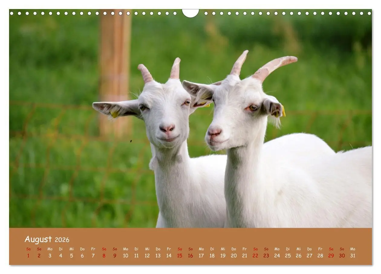Bild: 9783457552216 | Wolle &amp; Hörner (Wandkalender 2026 DIN A3 quer), CALVENDO...