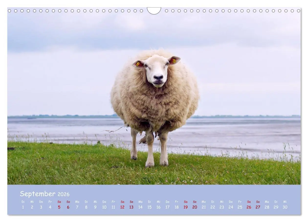 Bild: 9783457552216 | Wolle &amp; Hörner (Wandkalender 2026 DIN A3 quer), CALVENDO...