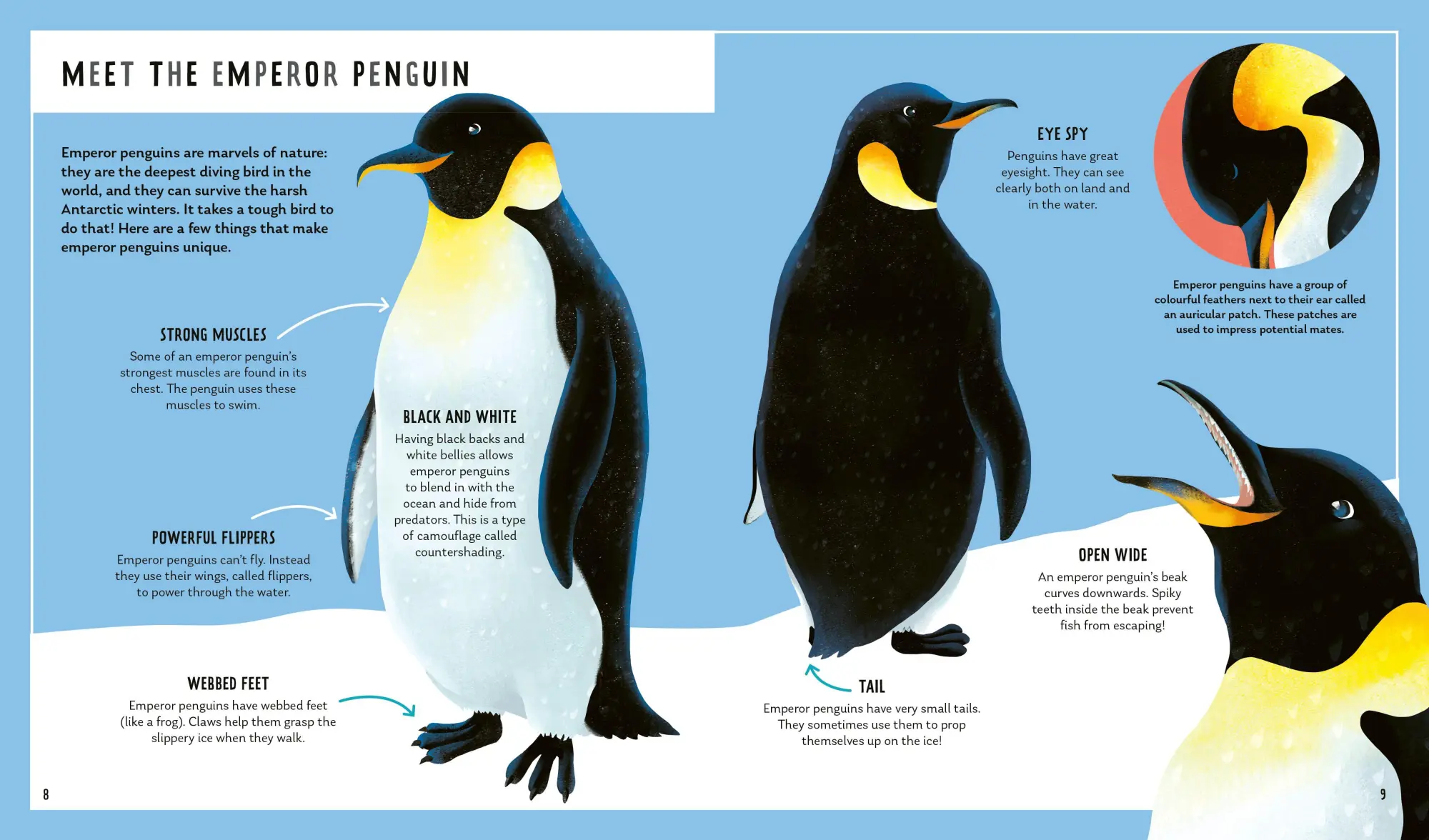 Bild: 9781838992316 | Emperor Penguin (Young Zoologist) | Michelle Larue (u. a.) | Buch