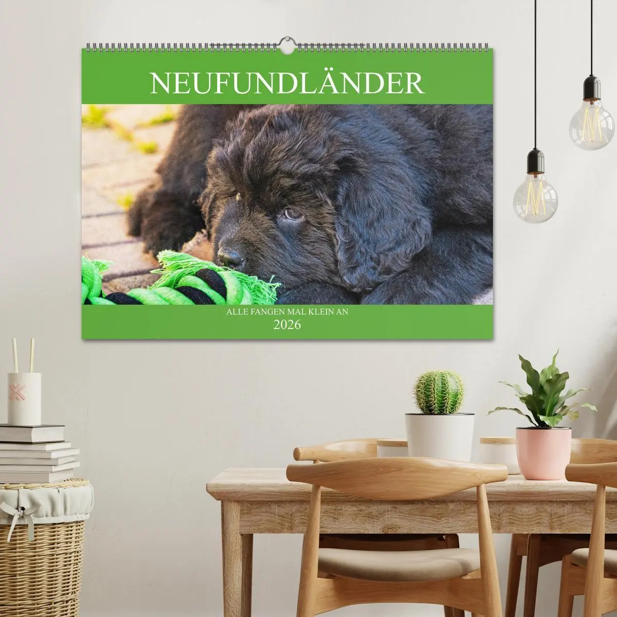 Bild: 9783457782316 | Neufundländer - Alle fangen mal klein an (Wandkalender 2026 DIN A2...