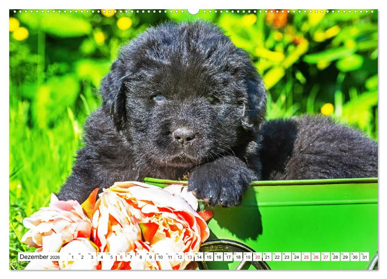 Bild: 9783457782316 | Neufundländer - Alle fangen mal klein an (Wandkalender 2026 DIN A2...