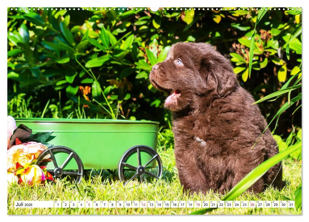 Bild: 9783457782316 | Neufundländer - Alle fangen mal klein an (Wandkalender 2026 DIN A2...