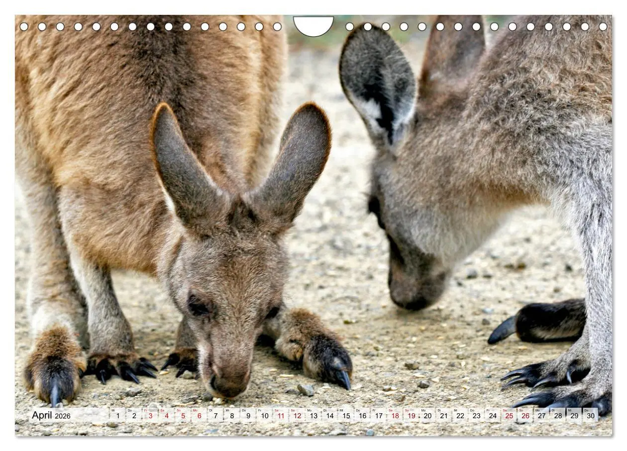 Bild: 9783457852316 | Inselschönheit Tasmanien (Wandkalender 2026 DIN A4 quer), CALVENDO...