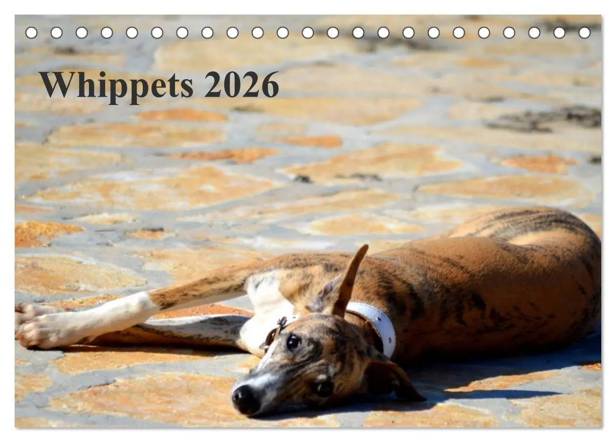 Cover: 9783516092516 | Whippet 2026 (Tischkalender 2026 DIN A5 quer), CALVENDO Monatskalender
