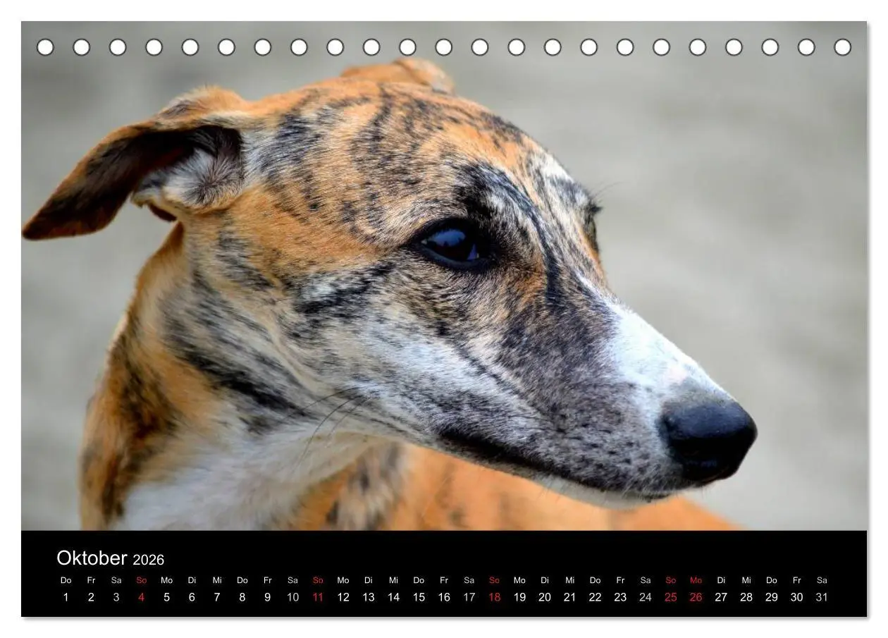 Bild: 9783516092516 | Whippet 2026 (Tischkalender 2026 DIN A5 quer), CALVENDO Monatskalender