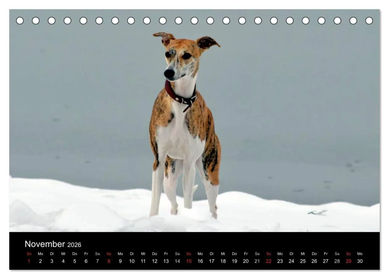 Bild: 9783516092516 | Whippet 2026 (Tischkalender 2026 DIN A5 quer), CALVENDO Monatskalender