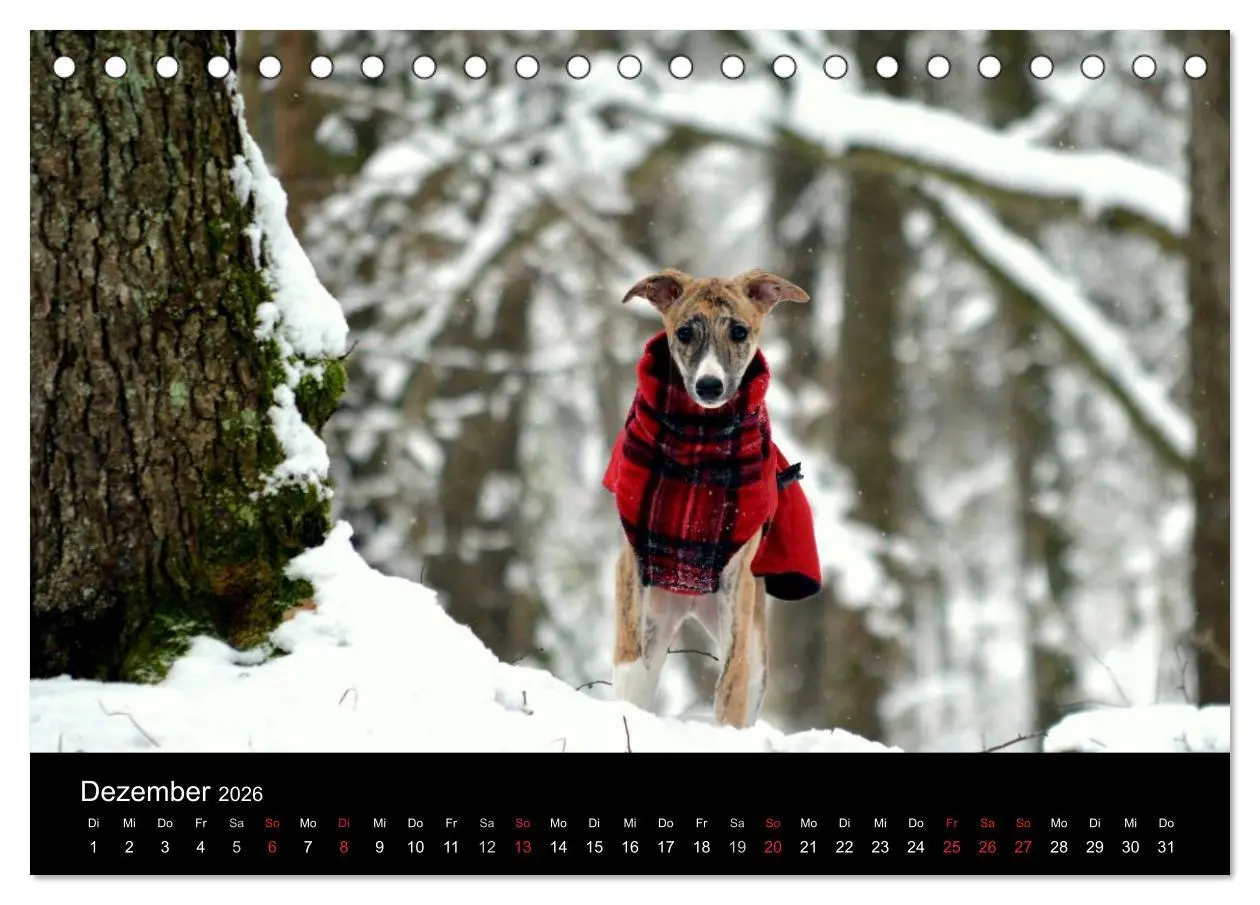 Bild: 9783516092516 | Whippet 2026 (Tischkalender 2026 DIN A5 quer), CALVENDO Monatskalender
