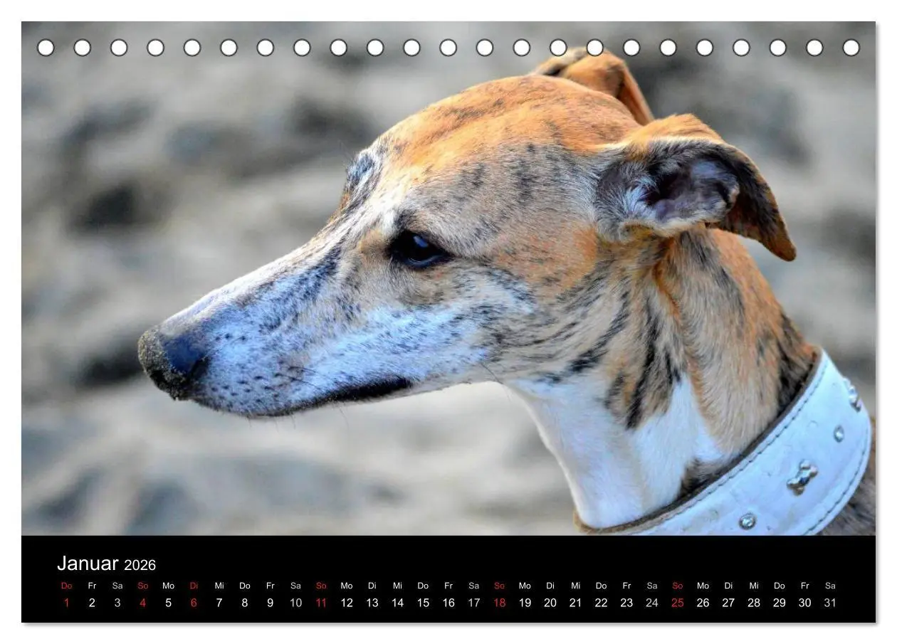 Bild: 9783516092516 | Whippet 2026 (Tischkalender 2026 DIN A5 quer), CALVENDO Monatskalender