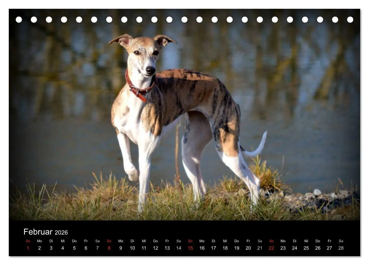 Bild: 9783516092516 | Whippet 2026 (Tischkalender 2026 DIN A5 quer), CALVENDO Monatskalender