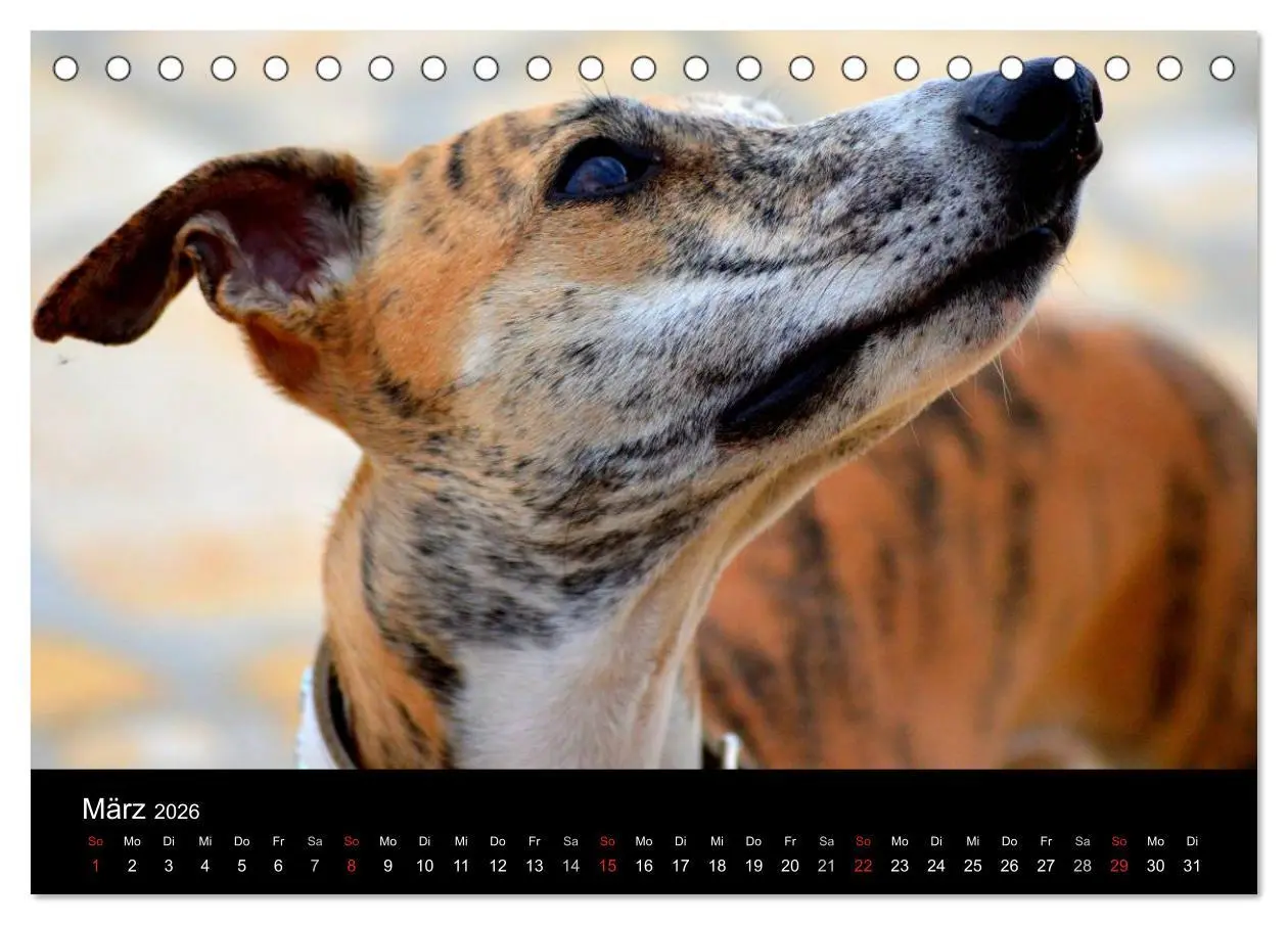 Bild: 9783516092516 | Whippet 2026 (Tischkalender 2026 DIN A5 quer), CALVENDO Monatskalender