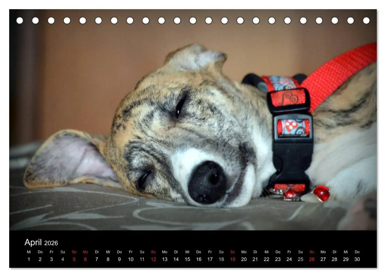 Bild: 9783516092516 | Whippet 2026 (Tischkalender 2026 DIN A5 quer), CALVENDO Monatskalender