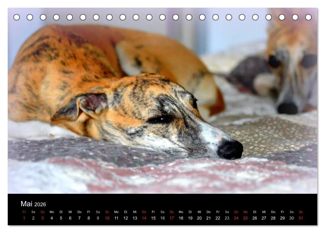 Bild: 9783516092516 | Whippet 2026 (Tischkalender 2026 DIN A5 quer), CALVENDO Monatskalender
