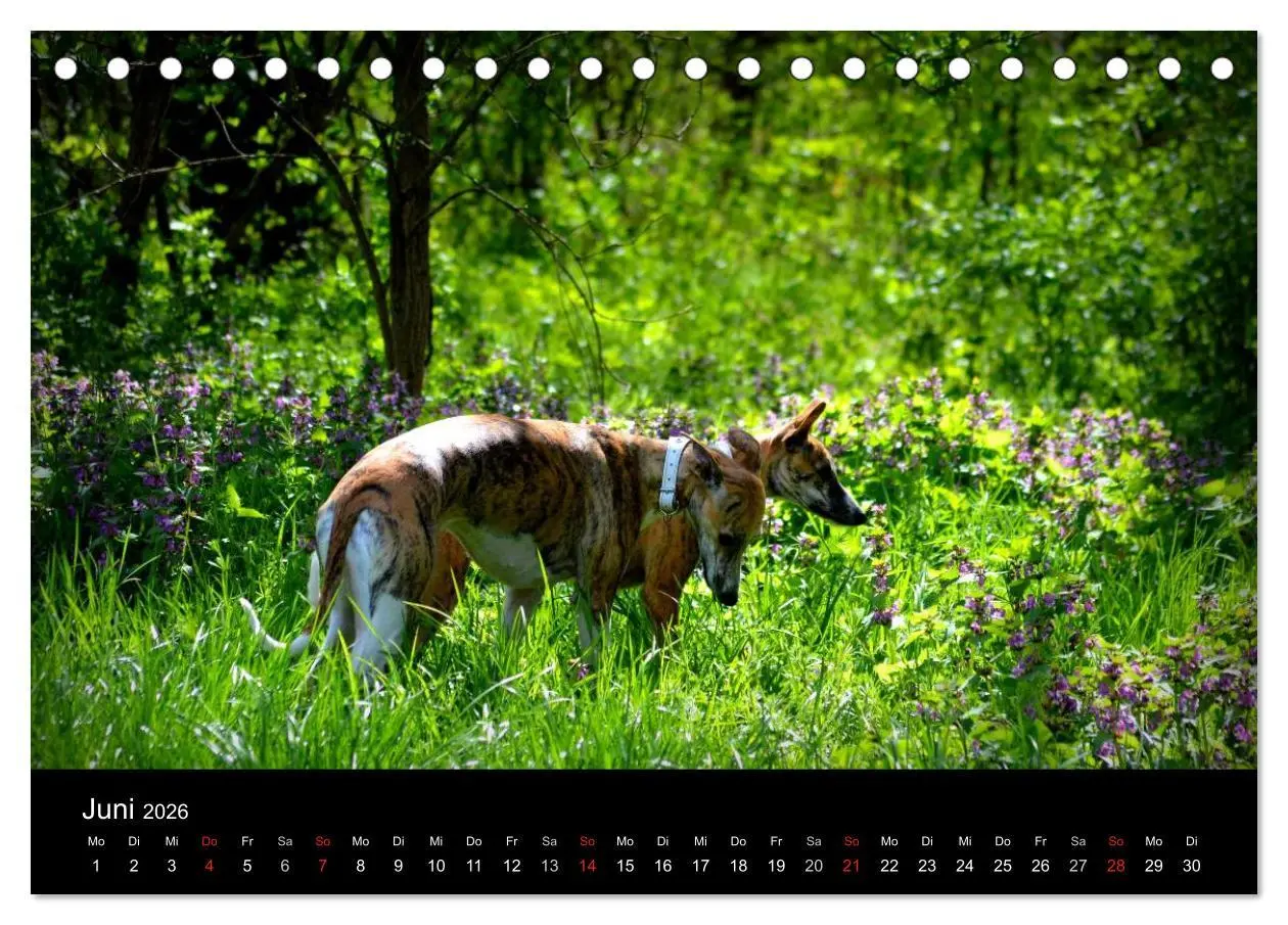 Bild: 9783516092516 | Whippet 2026 (Tischkalender 2026 DIN A5 quer), CALVENDO Monatskalender