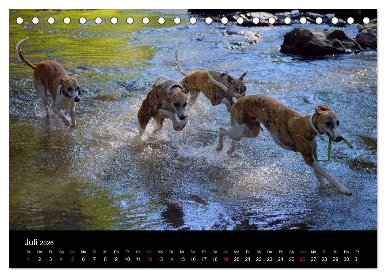 Bild: 9783516092516 | Whippet 2026 (Tischkalender 2026 DIN A5 quer), CALVENDO Monatskalender