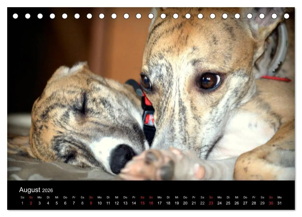 Bild: 9783516092516 | Whippet 2026 (Tischkalender 2026 DIN A5 quer), CALVENDO Monatskalender