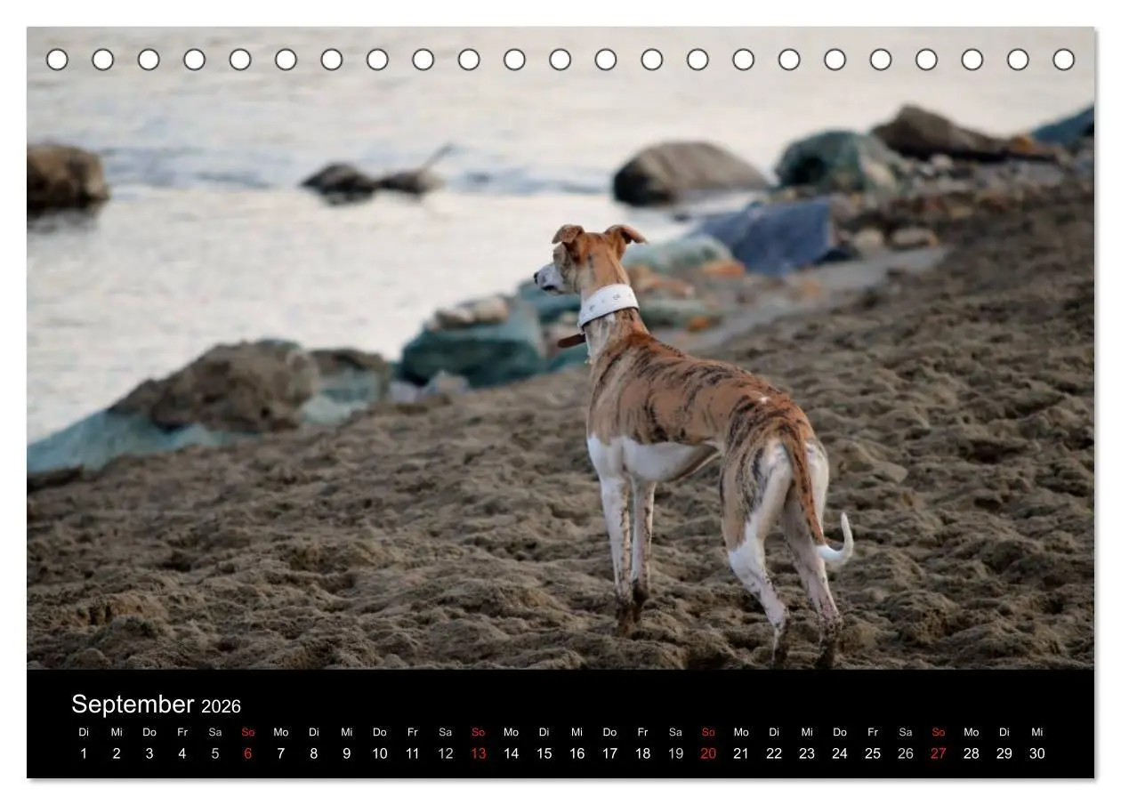 Bild: 9783516092516 | Whippet 2026 (Tischkalender 2026 DIN A5 quer), CALVENDO Monatskalender