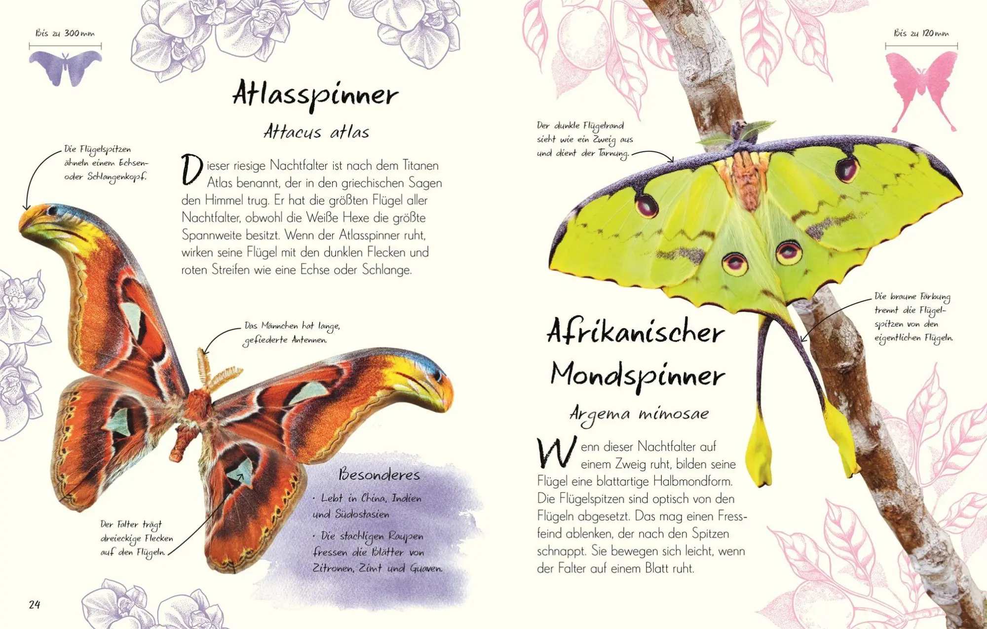 Bild: 9783831052516 | Wundervolle Welt - Kleine Schätze. Schmetterlinge | Richard Jones