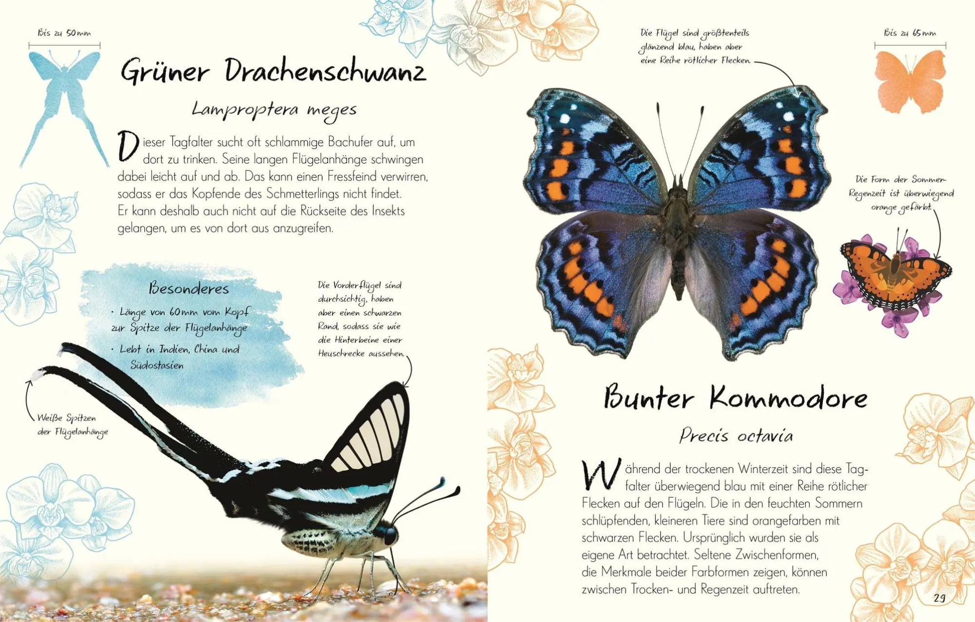 Bild: 9783831052516 | Wundervolle Welt - Kleine Schätze. Schmetterlinge | Richard Jones