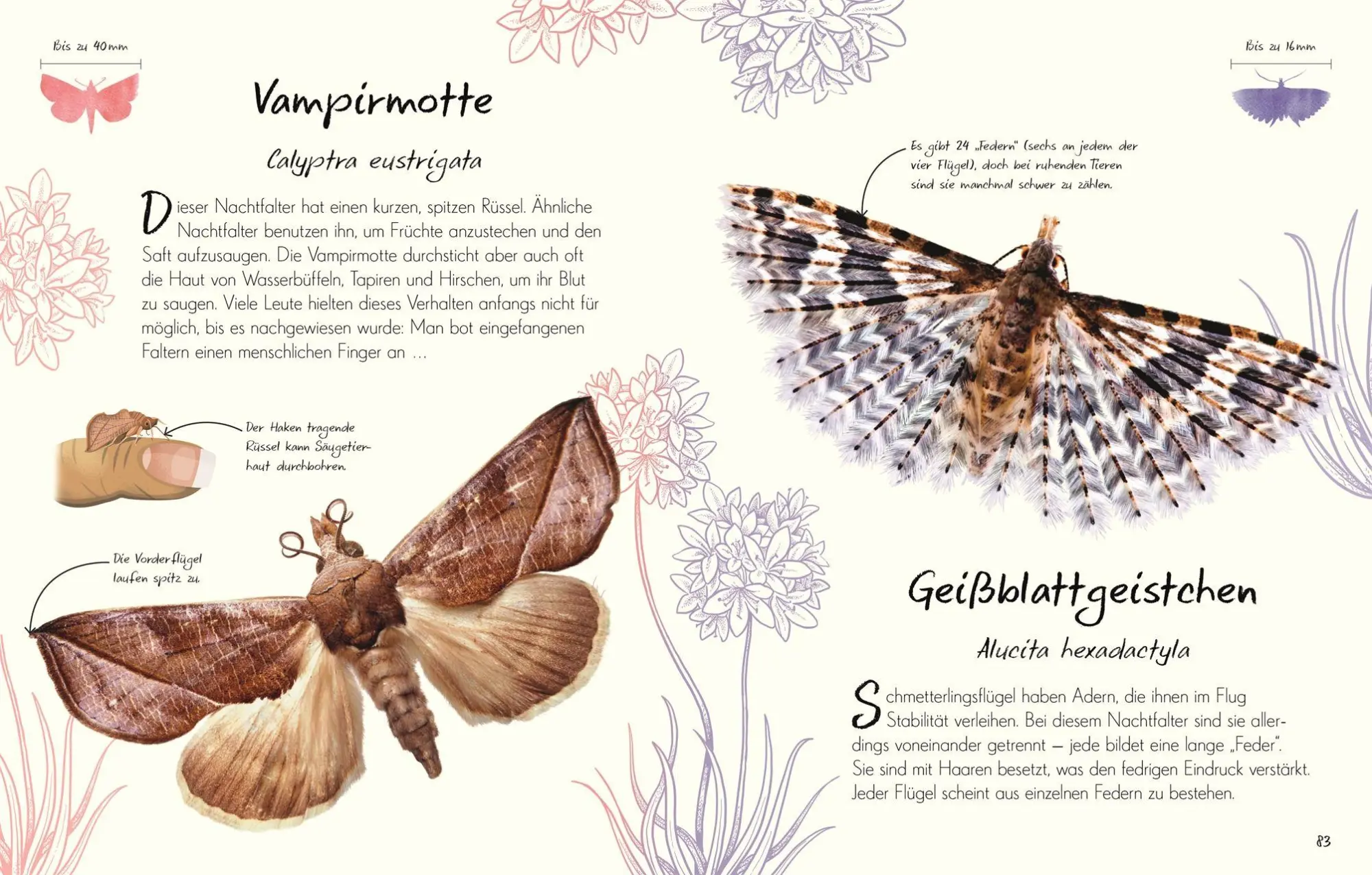 Bild: 9783831052516 | Wundervolle Welt - Kleine Schätze. Schmetterlinge | Richard Jones