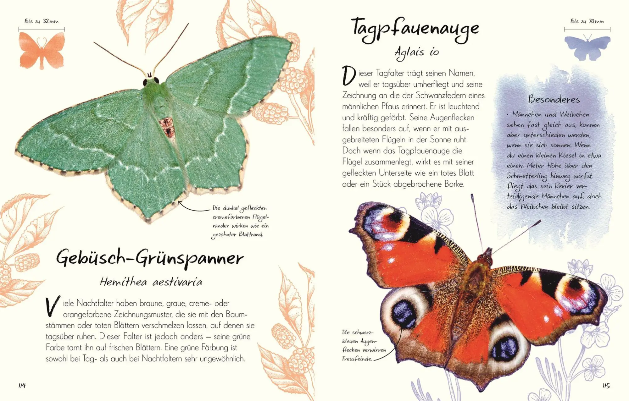 Bild: 9783831052516 | Wundervolle Welt - Kleine Schätze. Schmetterlinge | Richard Jones