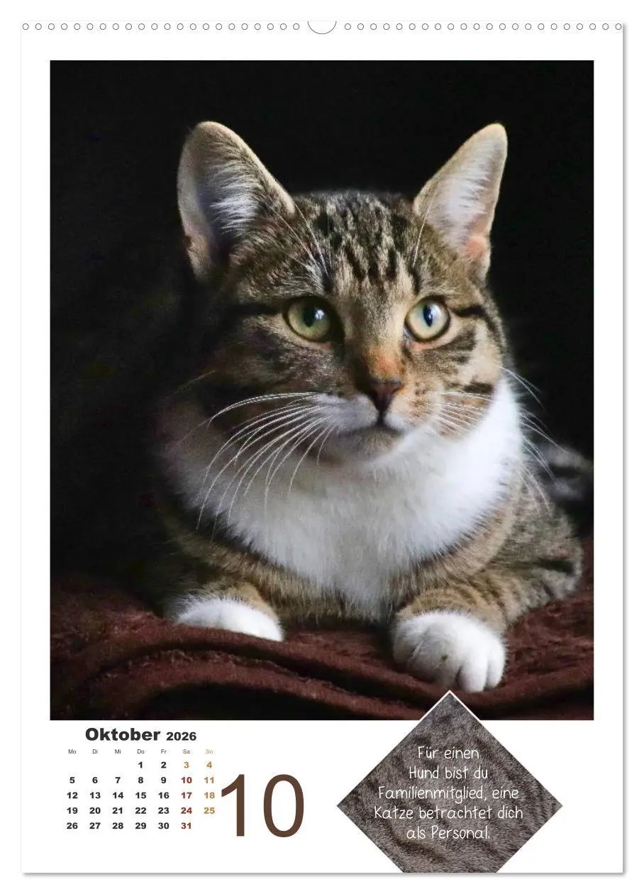 Bild: 9783516392616 | Wilde Tätzchen, sanfte Pfötchen (hochwertiger Premium Wandkalender...