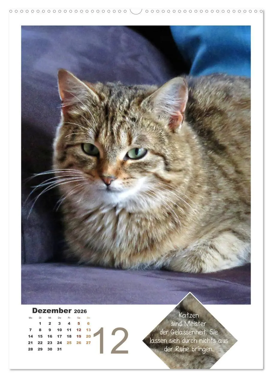 Bild: 9783516392616 | Wilde Tätzchen, sanfte Pfötchen (hochwertiger Premium Wandkalender...