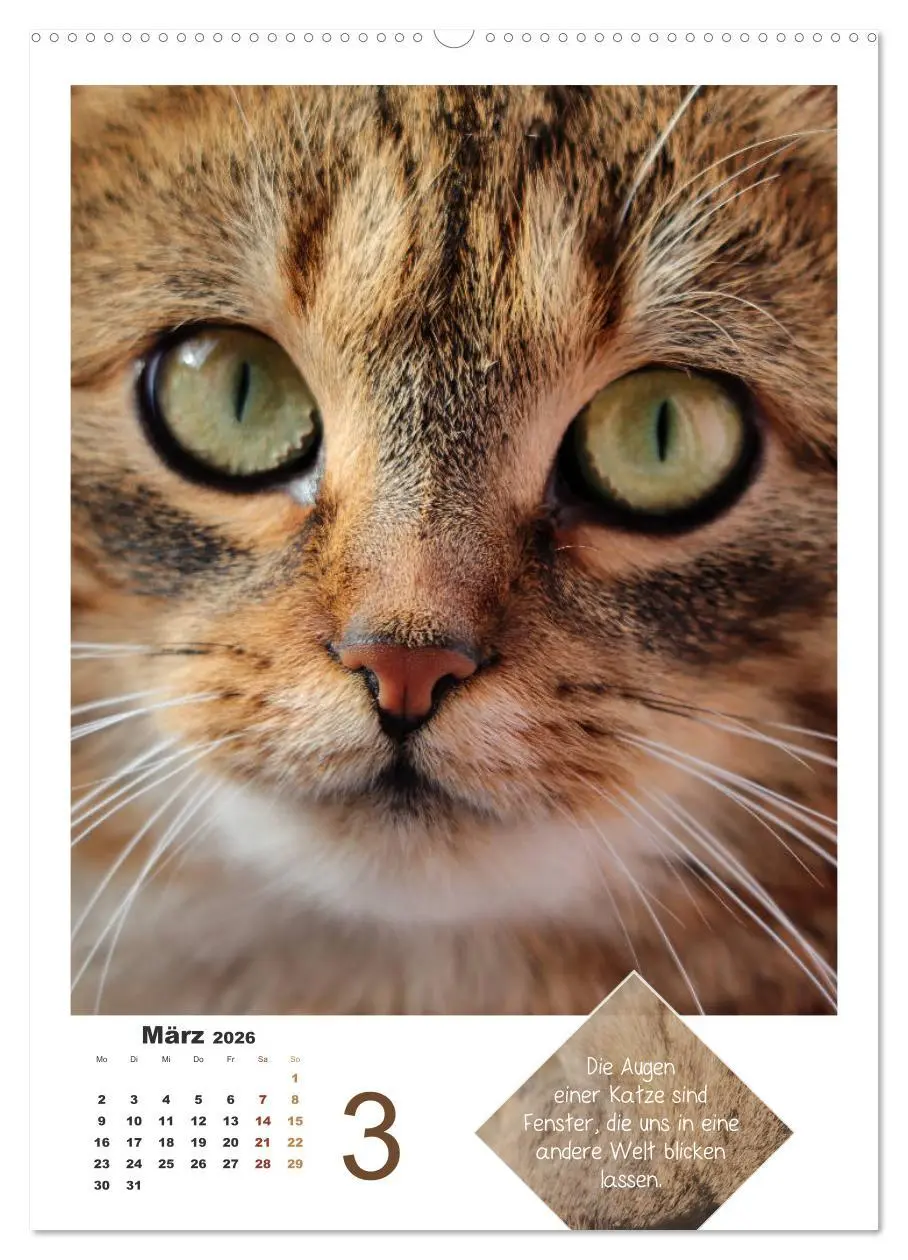 Bild: 9783516392616 | Wilde Tätzchen, sanfte Pfötchen (hochwertiger Premium Wandkalender...