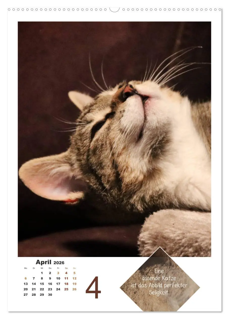 Bild: 9783516392616 | Wilde Tätzchen, sanfte Pfötchen (hochwertiger Premium Wandkalender...