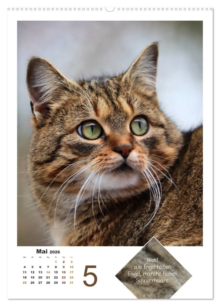 Bild: 9783516392616 | Wilde Tätzchen, sanfte Pfötchen (hochwertiger Premium Wandkalender...