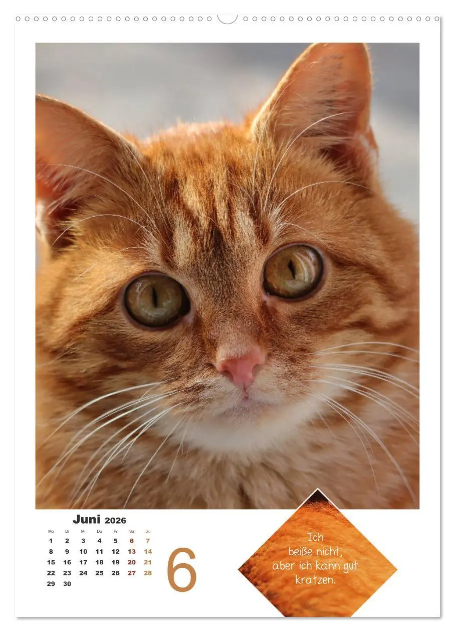 Bild: 9783516392616 | Wilde Tätzchen, sanfte Pfötchen (hochwertiger Premium Wandkalender...