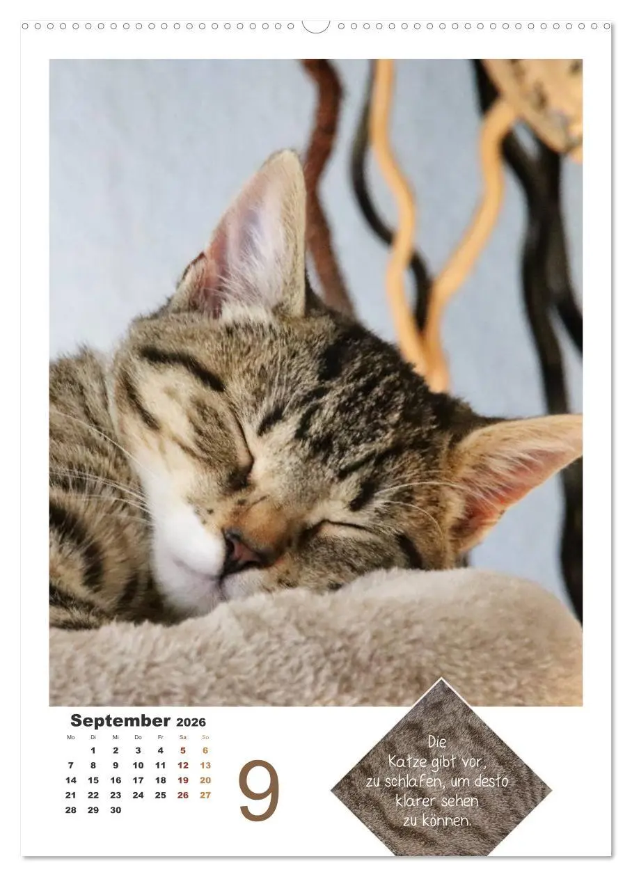Bild: 9783516392616 | Wilde Tätzchen, sanfte Pfötchen (hochwertiger Premium Wandkalender...