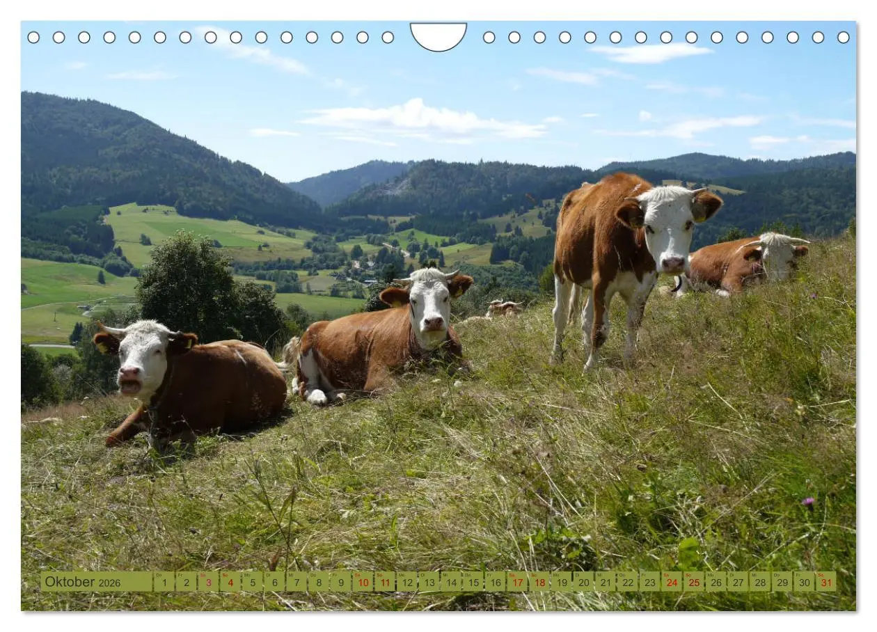 Bild: 9783457812716 | Schwarzwald-Kühe - Die Hinterwälder (Wandkalender 2026 DIN A4...