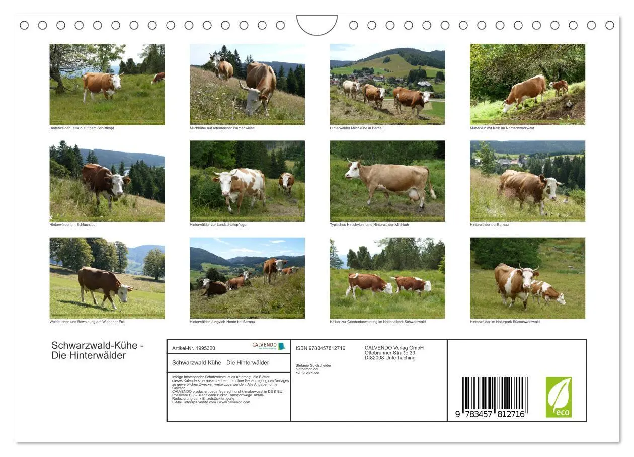 Bild: 9783457812716 | Schwarzwald-Kühe - Die Hinterwälder (Wandkalender 2026 DIN A4...