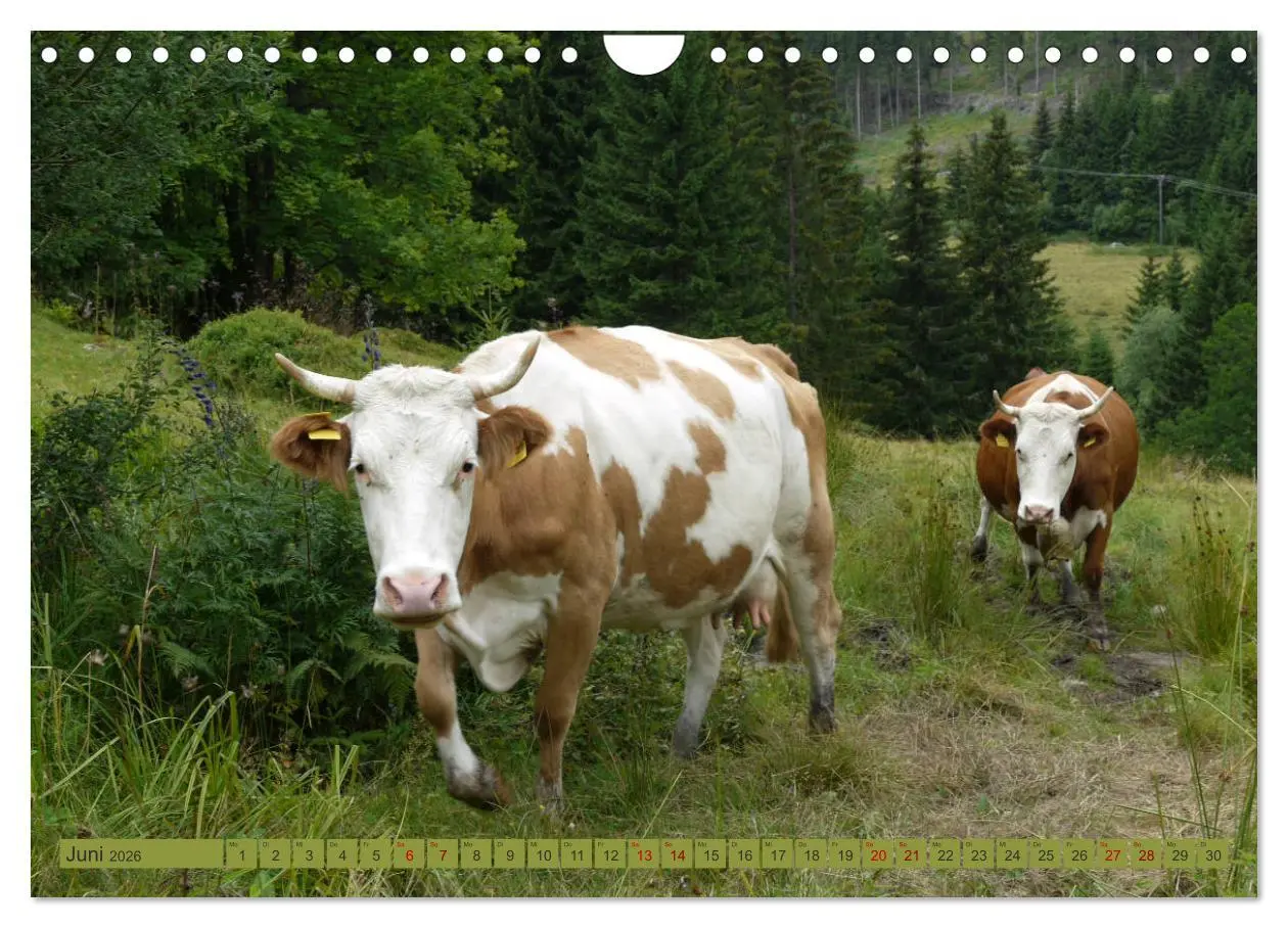 Bild: 9783457812716 | Schwarzwald-Kühe - Die Hinterwälder (Wandkalender 2026 DIN A4...