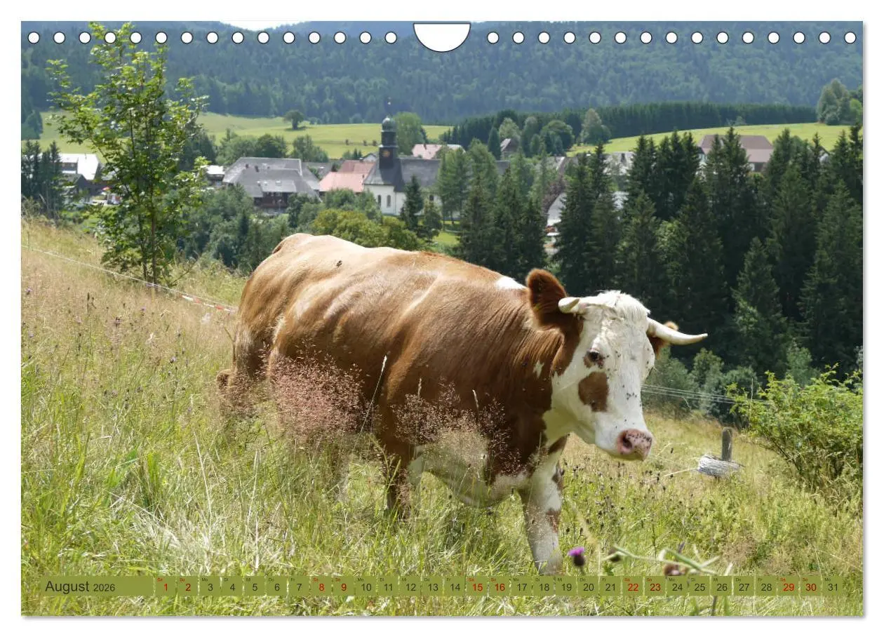 Bild: 9783457812716 | Schwarzwald-Kühe - Die Hinterwälder (Wandkalender 2026 DIN A4...