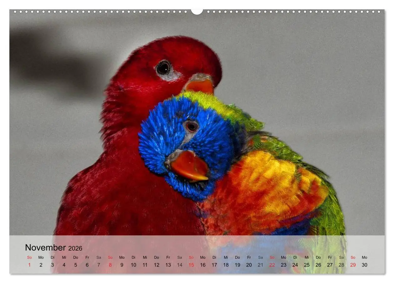 Bild: 9783516052916 | Regenbogen Papageien (hochwertiger Premium Wandkalender 2026 DIN A2...
