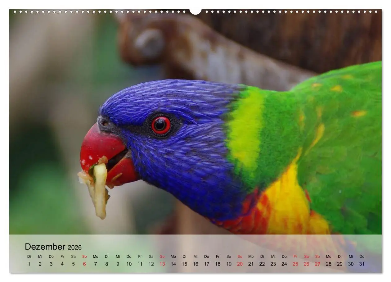 Bild: 9783516052916 | Regenbogen Papageien (hochwertiger Premium Wandkalender 2026 DIN A2...
